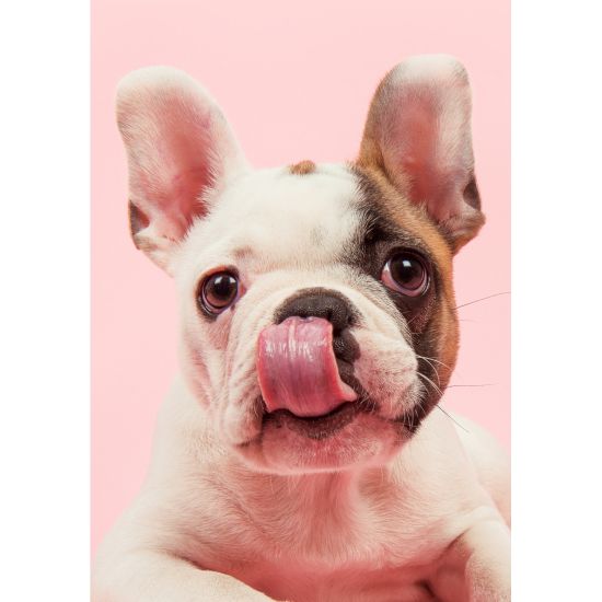 MINI KORT, FRANSK BULLDOG. MINIS.. MINI KORT, FRANSK BULLDOG. MINIS..