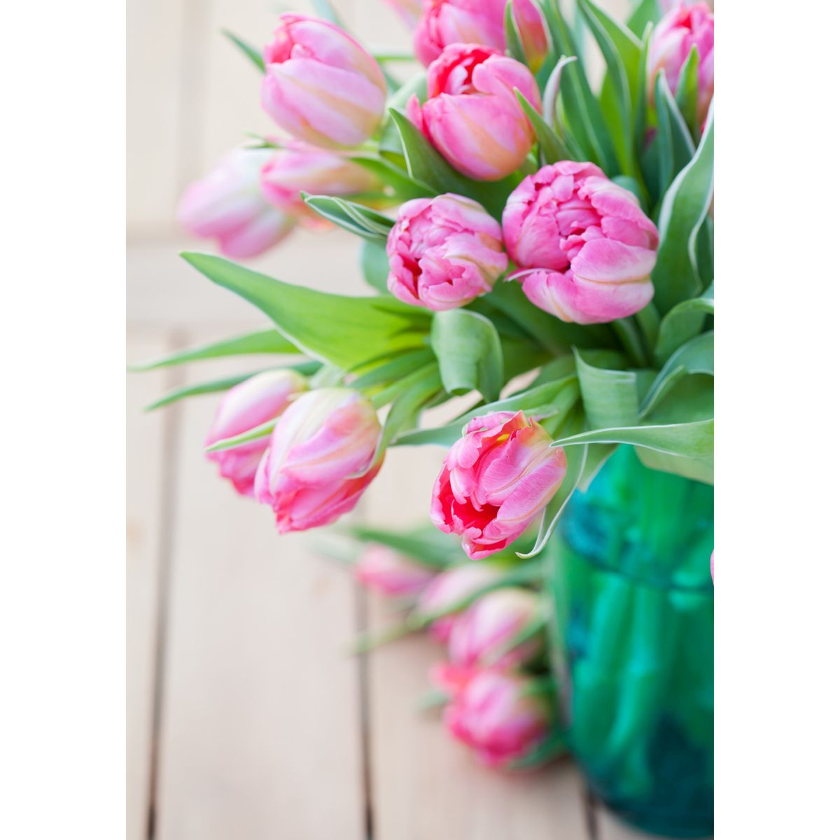 MINI KORT, TULIPANER. MINIS..