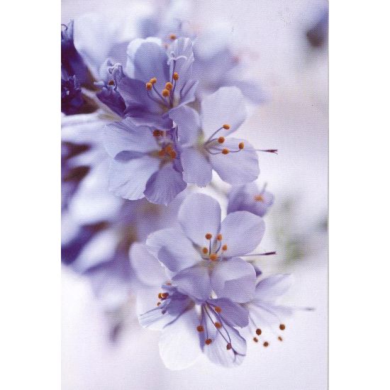 MINI KORT, BLOMSTER.  MINIS... MINIS.. MINI KORT, BLOMSTER.  MINIS... MINIS..