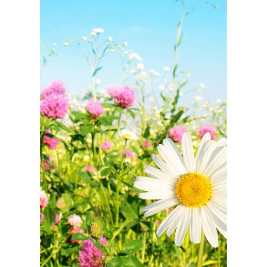 MINI KORT, MARKBLOMSTER.  MINIS.. MINI KORT, MARKBLOMSTER.  MINIS..