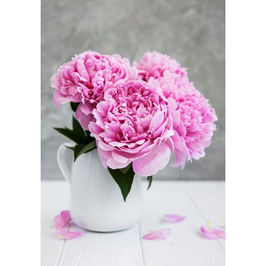 MINI KORT,PÆONER. MINIS..