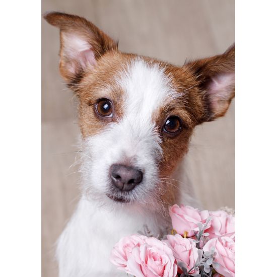 MINI KORT, HUND/BLOMST. MINIS..